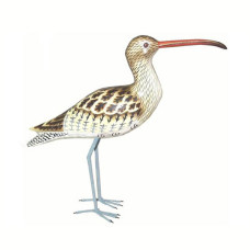 Wood Brown Godwit Bird 35 cm