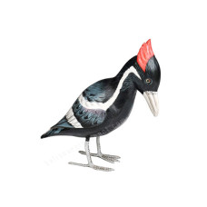 Wood Ivory Billed Woodpecker Bird 25 cm