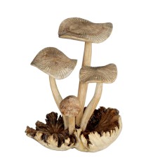 Parasite Wood Mushroom Four Clusters 25 cm