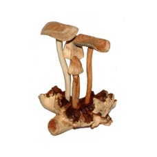 Parasite Wood Mushroom Four Clusters 16 cm