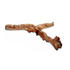 Parasite Wood Gecko Family 55 cm