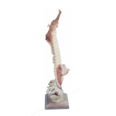 Parasite Wood Sea Horse On Base 39 cm