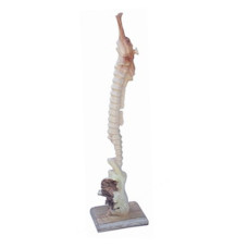 Parasite Wood Sea Horse On Base 44 cm
